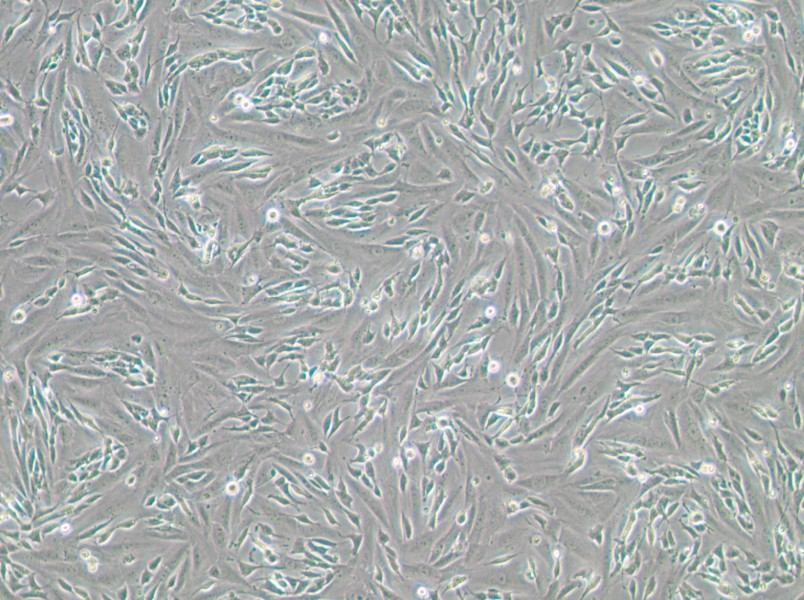 SK-N-SH Cell Complete Medium - 2