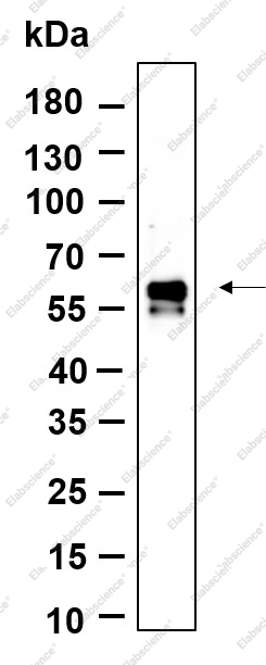 Recombinant Phospho-IRF3 (Ser386) Monoclonal Antibody - 1