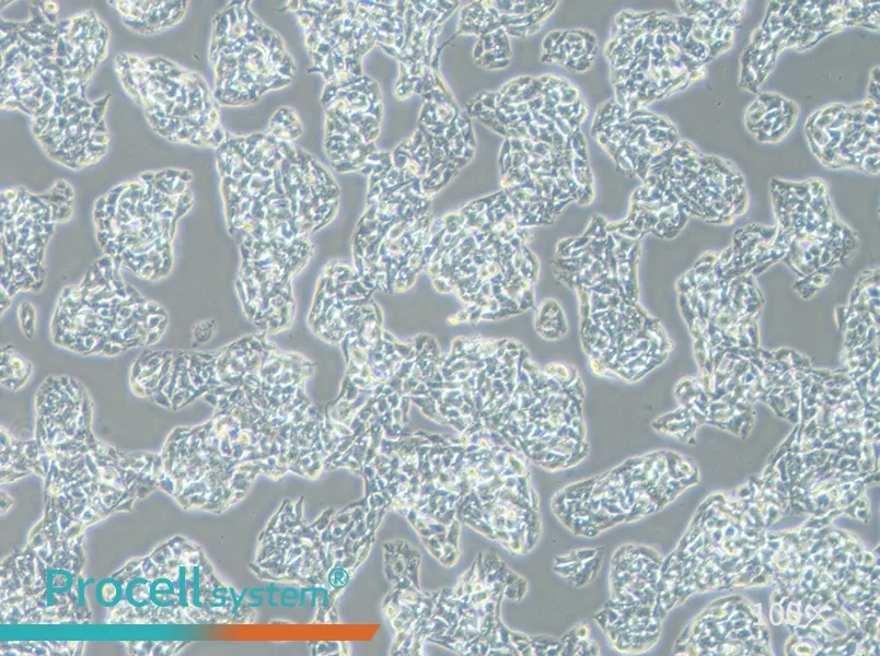 Hep G2 Cell Complete Medium - 3