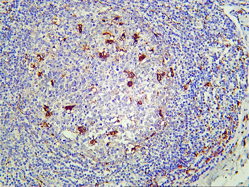 Recombinant CD68 Monoclonal Antibody - 4