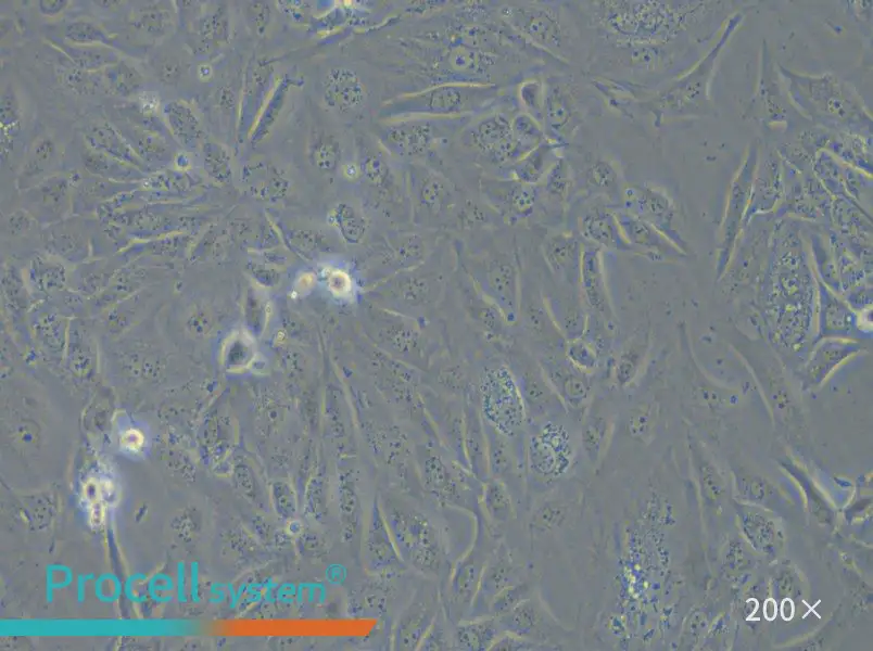 COV362 Cell Complete Medium - 4