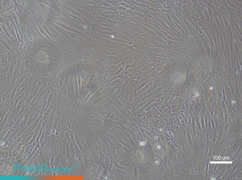 Human Sertoli (Primary cell immortalization) Cell Complete MediumHuman Sertoli (Primary cell immortalization) Cell Complete Medium - 3