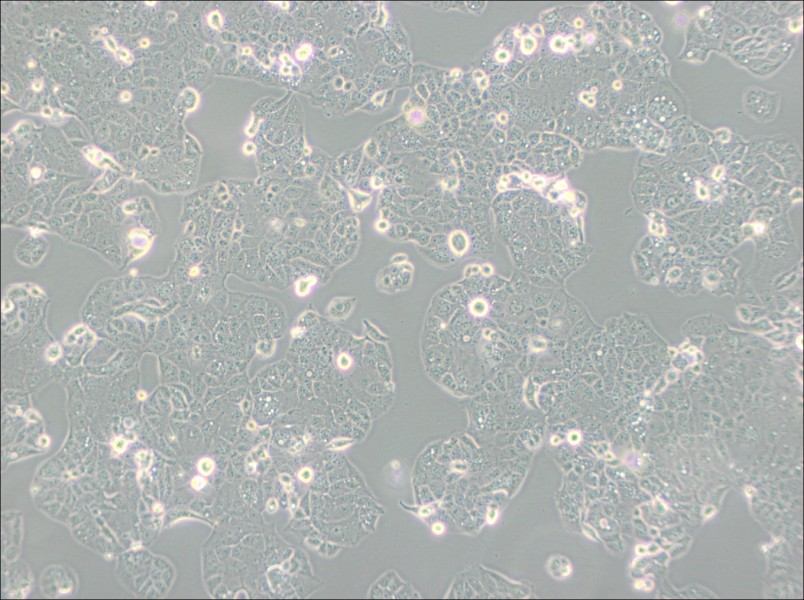 HEC-1-A Cell Complete Medium - small - 4