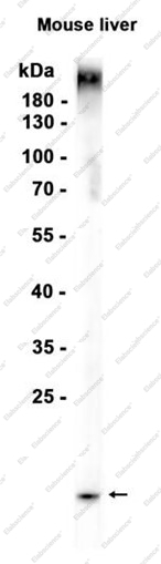 Recombinant Microsomal Glutathione S-transferase 1 Monoclonal Antibody - 1
