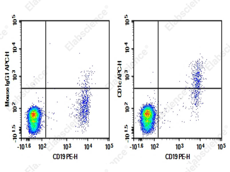 Purified Anti-Human CD1c Antibody[L161] - 1