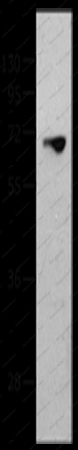 MMP25 Polyclonal Antibody - 1