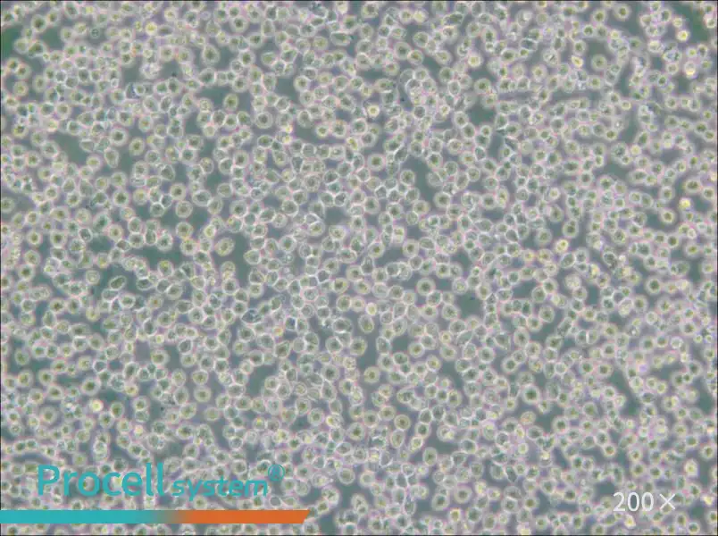 HAL-01 Cell Complete Medium - 4