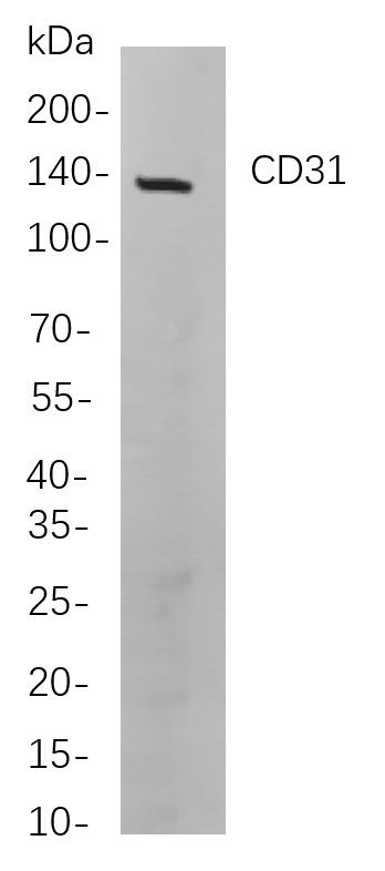 Recombinant CD31 Monoclonal Antibody-searchlist-1