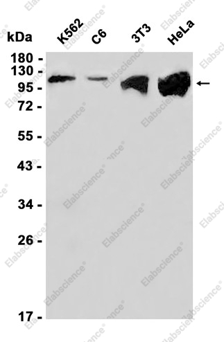 Recombinant ATP citrate lyase Monoclonal Antibody - 1