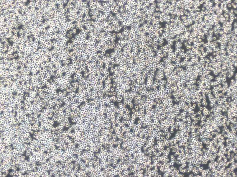 TOLEDO Cell Complete Medium - 3