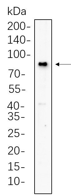 Recombinant BMAL1 Monoclonal Antibody-searchlist-1