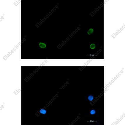 Recombinant SNAP29 Monoclonal Antibody - 2