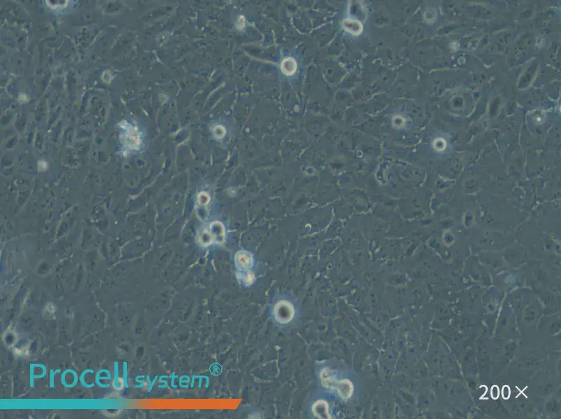 HuCC-T1 Cell Complete Medium - 6