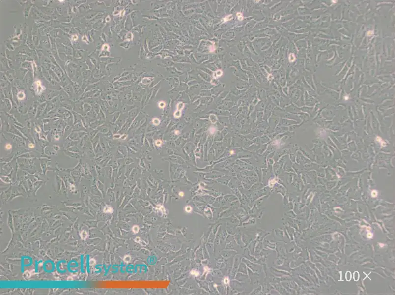 KHOS-240S Cell Complete MediumKHOS-240S Cell Complete Medium - 3