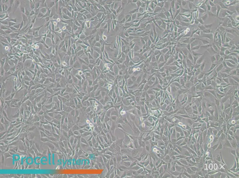 NIH/3T3-GFP Cell Complete MediumNIH/3T3-GFP Cell Complete Medium - 3