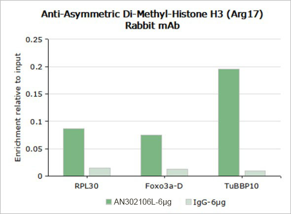 Recombinant Histone H3 (Asymmetric Di Methyl Arg17) Monoclonal Antibody-searchlist-2