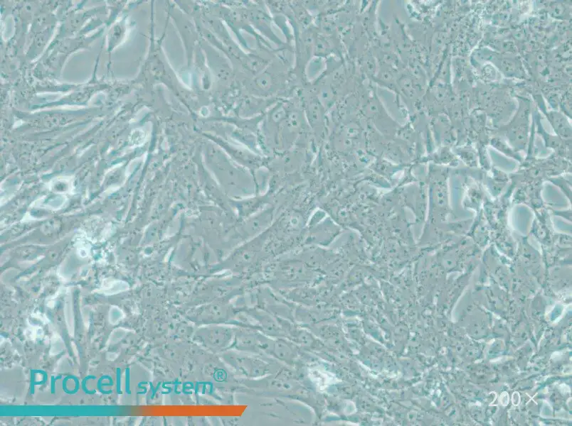 MOG-G-UVW Cell Complete Medium - 4