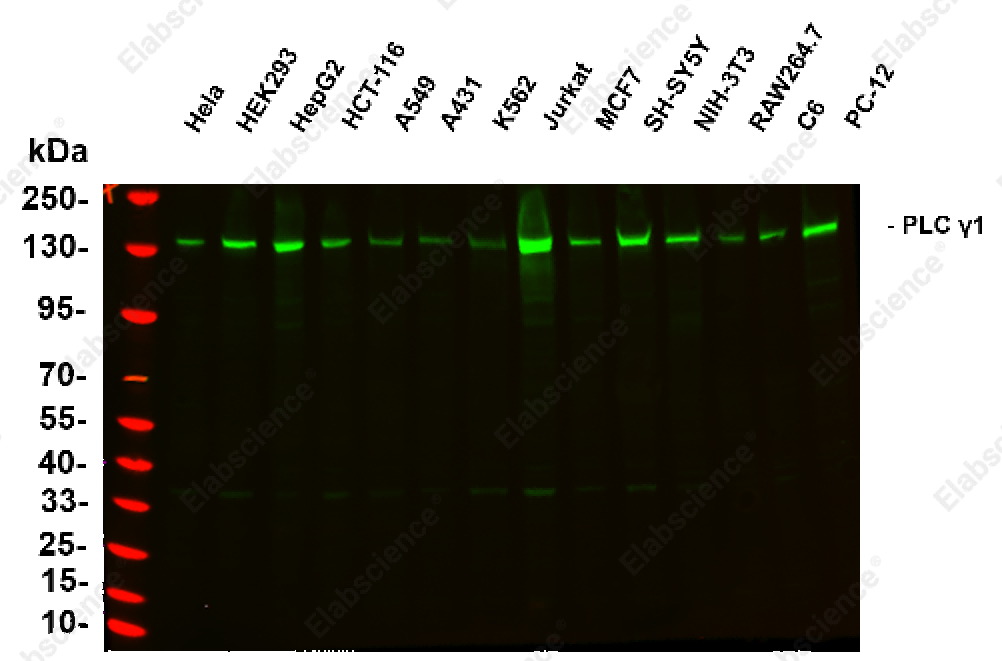 Recombinant PLCG1 Monoclonal Antibody - 1