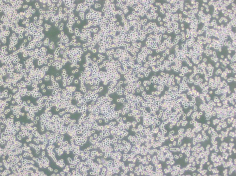 MH-S Cell Complete Medium - small - 4