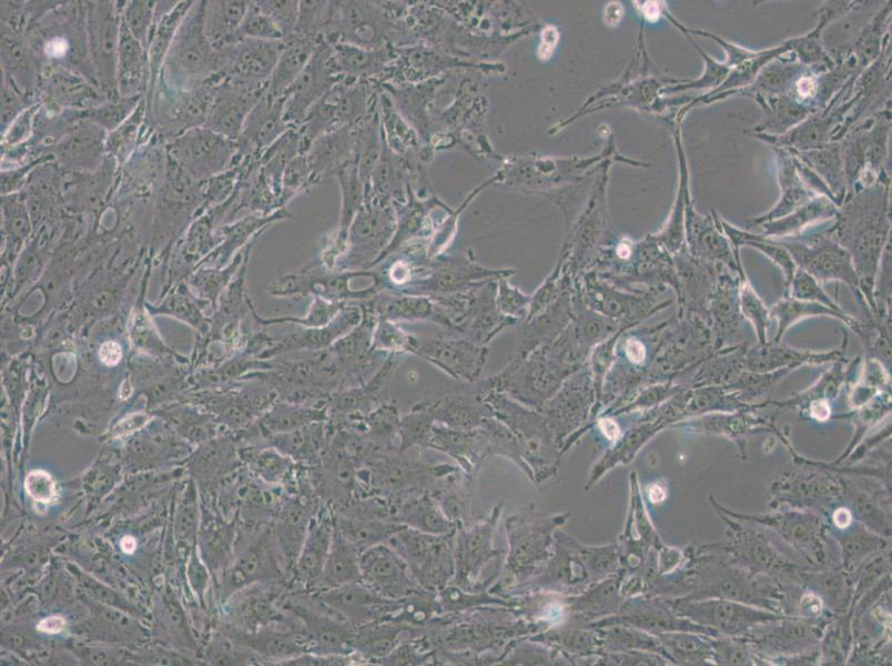 IBRS-2 [IB-RS-2] Cell Complete Medium - 5