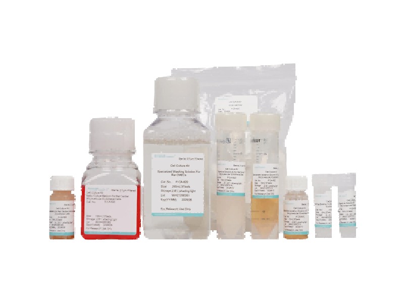 Rat Cardiac Microvascular Endothelial Cell Isolation and Culture Kit