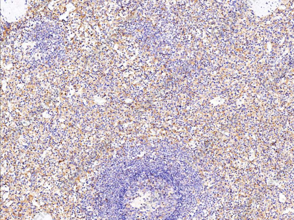 Recombinant CD84/SLAMF5 Monoclonal Antibody - 1