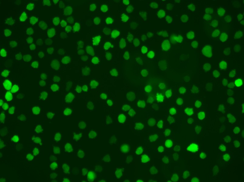 U-937-GFP Cell Complete Medium - small - 5