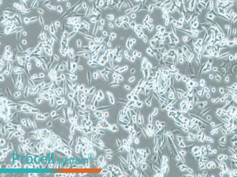 NCI-H1993 Cell Complete MediumNCI-H1993 Cell Complete Medium - 2