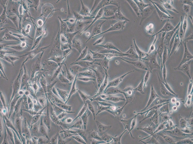 SK-MEL-28 Cell Complete Medium - small - 4