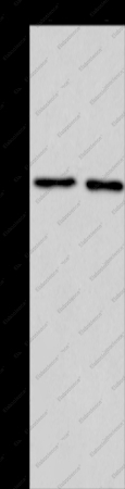 KCNQ4 Polyclonal Antibody - 1