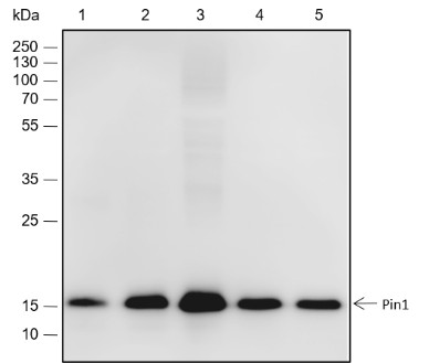 Recombinant Pin1 Monoclonal Antibody - 2