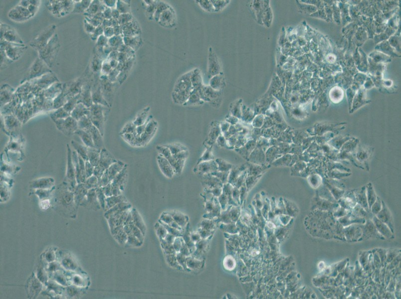 MHCC97-L Cell Complete Medium - 4