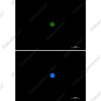 Recombinant Pin1 Monoclonal Antibody - 3