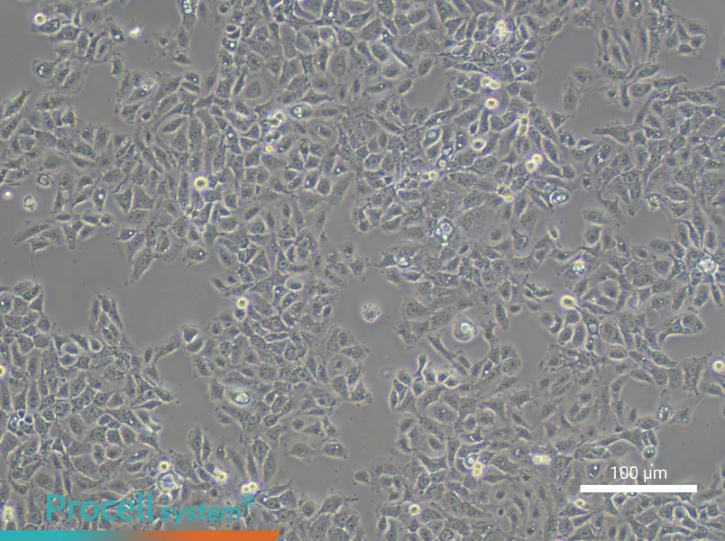 NCI-H292 - 1