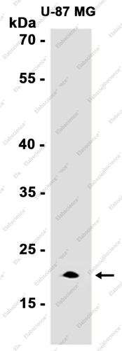 Recombinant PTN Monoclonal Antibody - 2