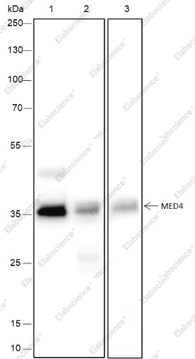 Recombinant MED4 Monoclonal Antibody - 1