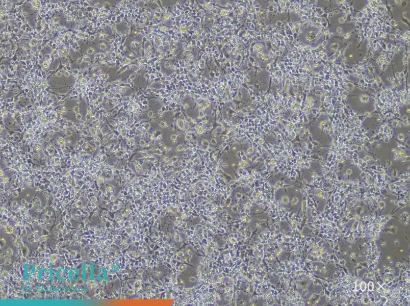 Rat Cortex Neuron Cells Isolation and Culture Kit - small - 4