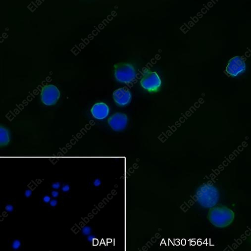 Recombinant IL-12 Monoclonal Antibody - 1