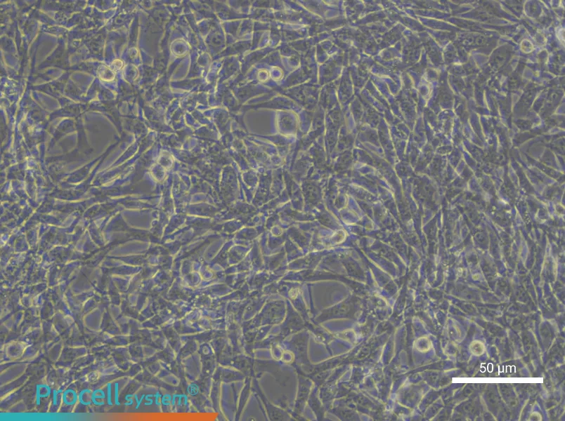 TM4 Cell Complete Medium - small - 4