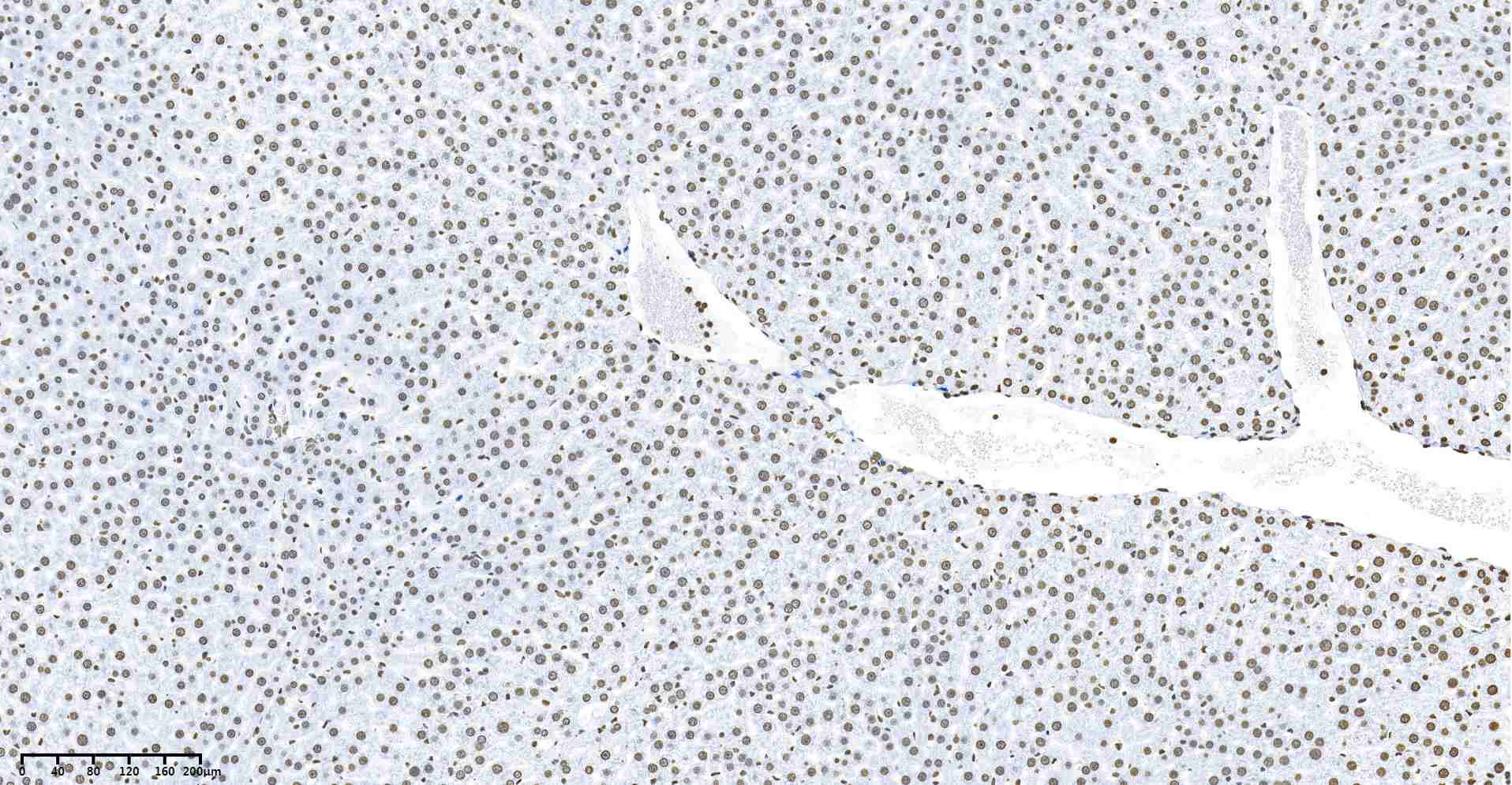 Recombinant Histone H3 Monoclonal Antibody - small - 6