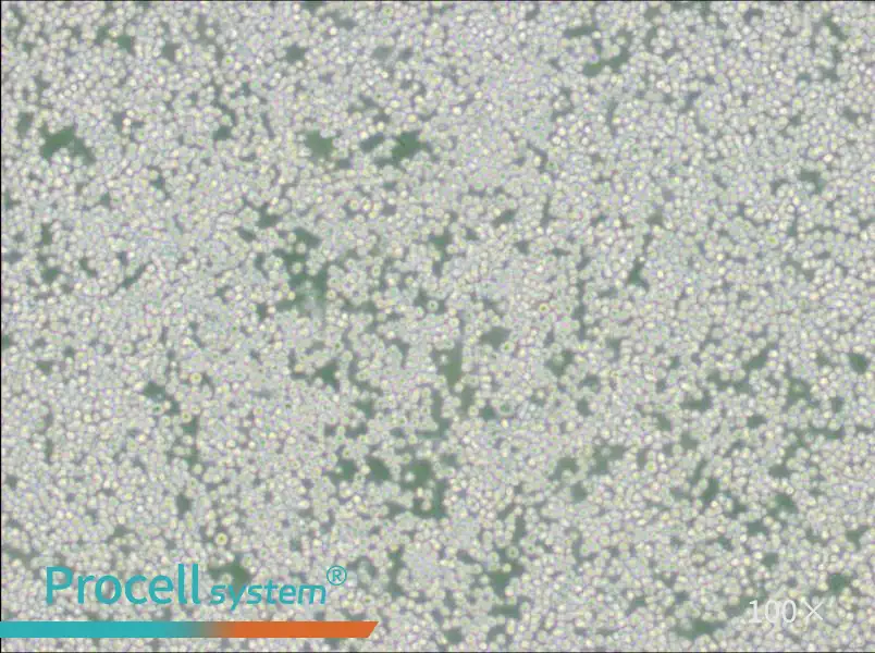 AE-1 Cell Complete Medium - 1