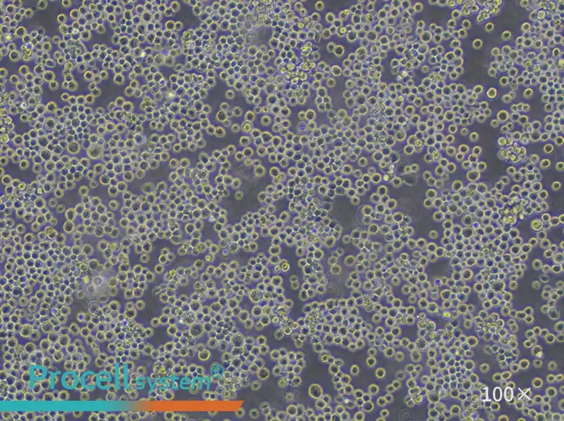 Sf9 Cell Complete Medium - 1