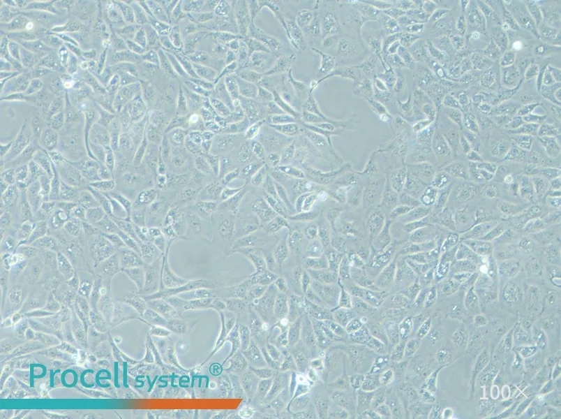 MDCK [NBL-2] Cell Complete Medium - 3