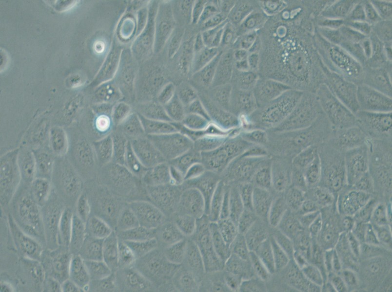 Panc 05.04 Cell Complete Medium - 5