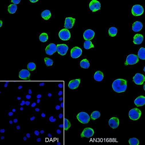 Recombinant VPAC2 Monoclonal Antibody - small - 4