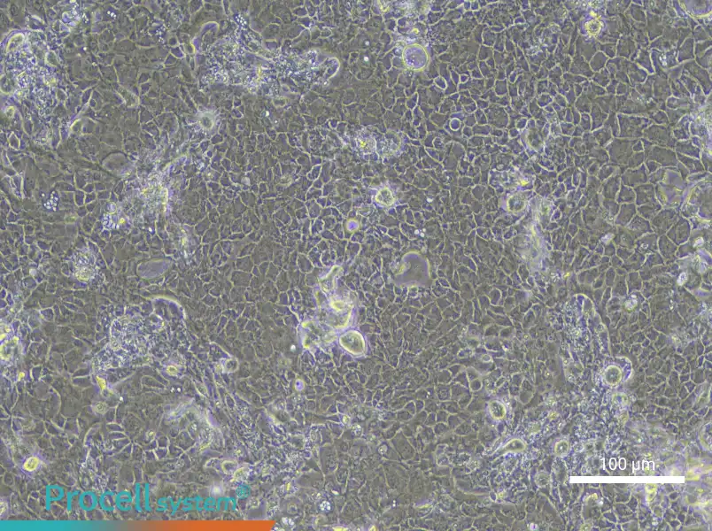 Rat Retinal Pigment Epithelial Cell Complete Medium - 1