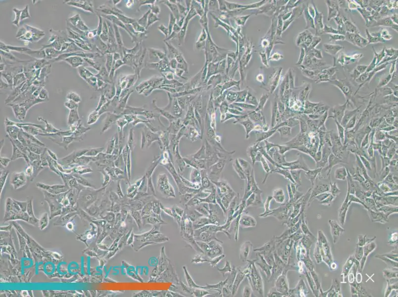 BALB/3T3 clone A31 Cell Complete Medium - 1