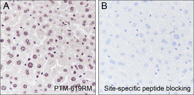 Recombinant Histone H3 (Mono Methyl Lys23) Monoclonal Antibody-searchlist-2
