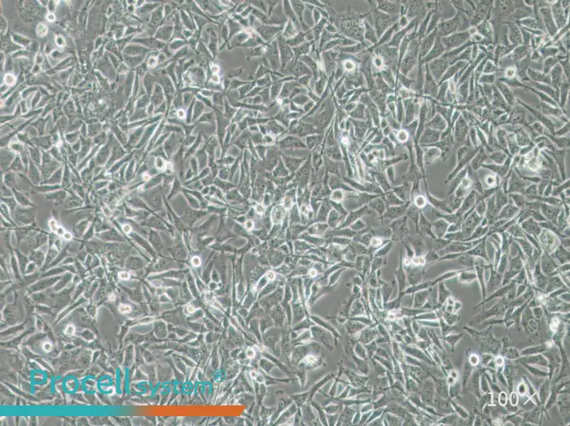 MO3.13 Cell Complete Medium - 1