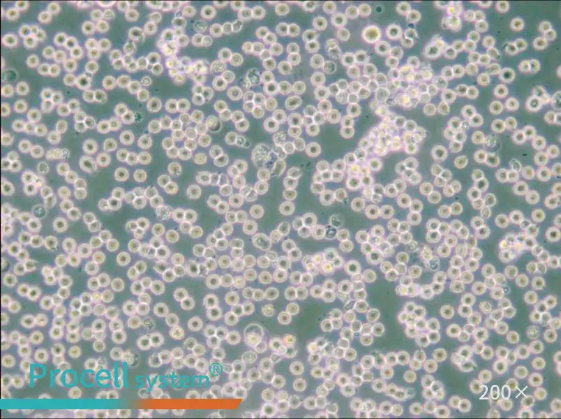 JM Cell Complete Medium - 4